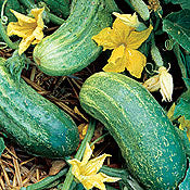 Boston Pickling