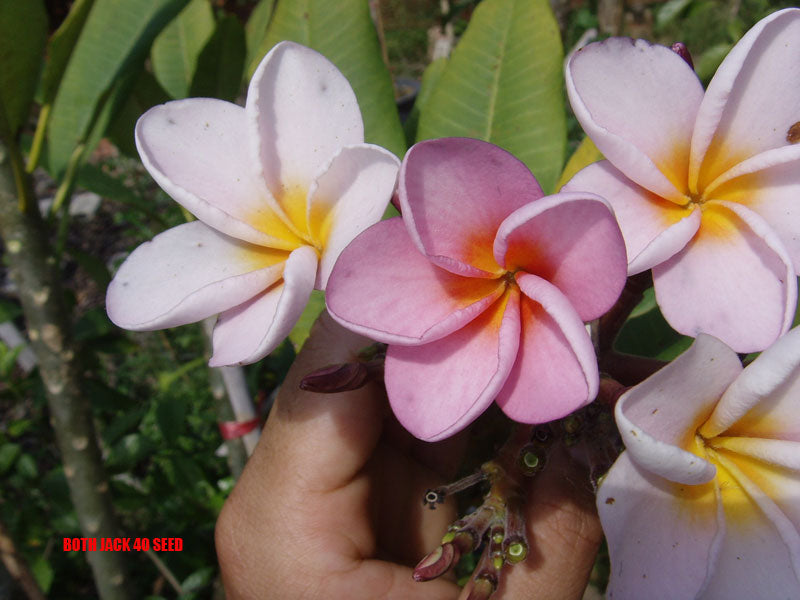 Plumeria -  Both Jack