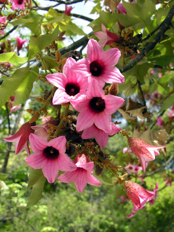 Queensland Lacebark - Brachychiton discolor
