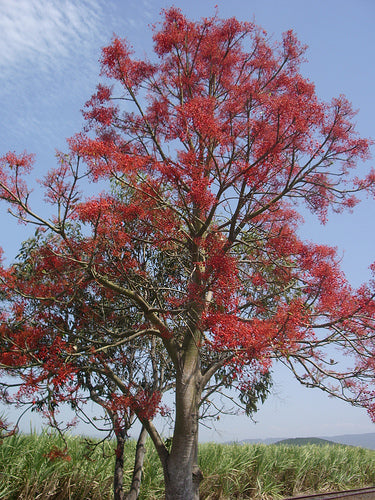 Illawara Flame Tree -  Brachychiton Acerifolius