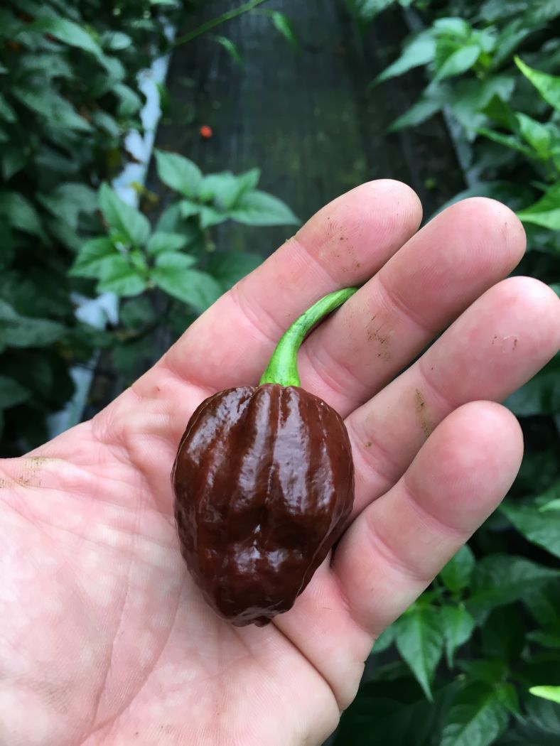 Brazilian Ghost - 100 gram – Bjarne's frø og planter