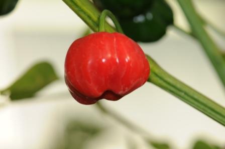 Brazilian Pumpkin - C.baccatum
