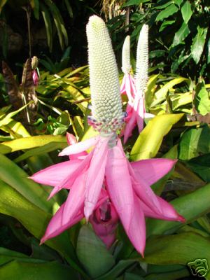 Bromeliad Aechmea Mariae-Reginae