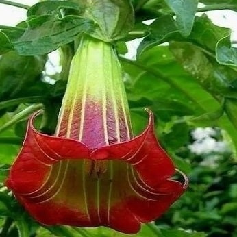 Engletrompet - Brugmansia sanguinea -  Hot Red