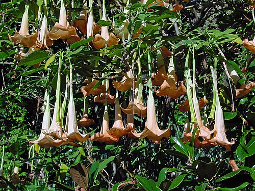 Engletrompet - Brugmansia Versicolor