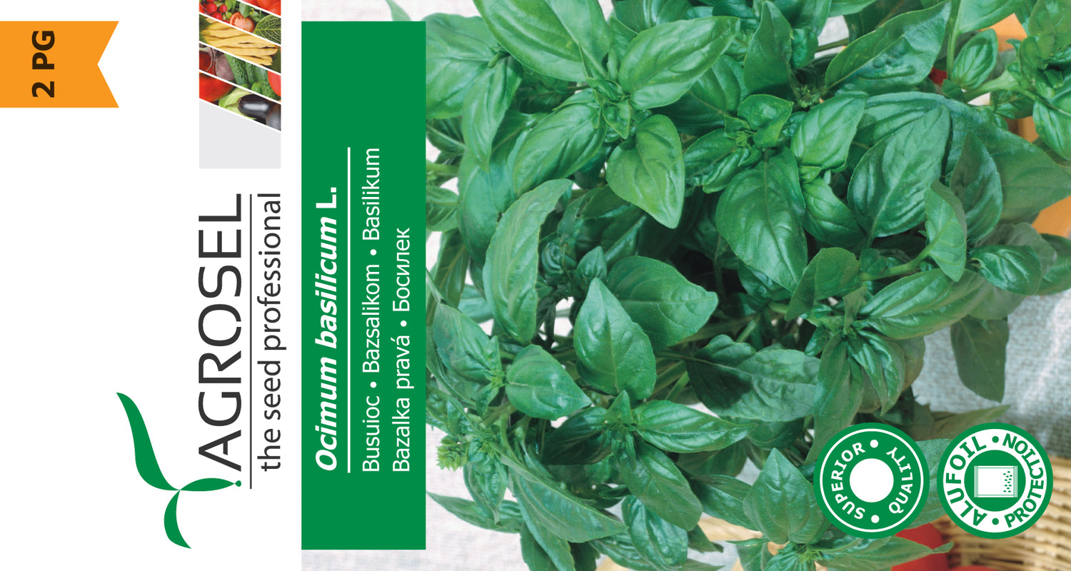 Basilikum - Ocimum Basilicum L.