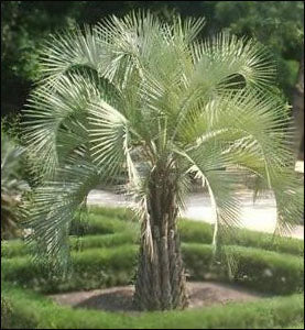 Jelly Palme - Butia Odorata
