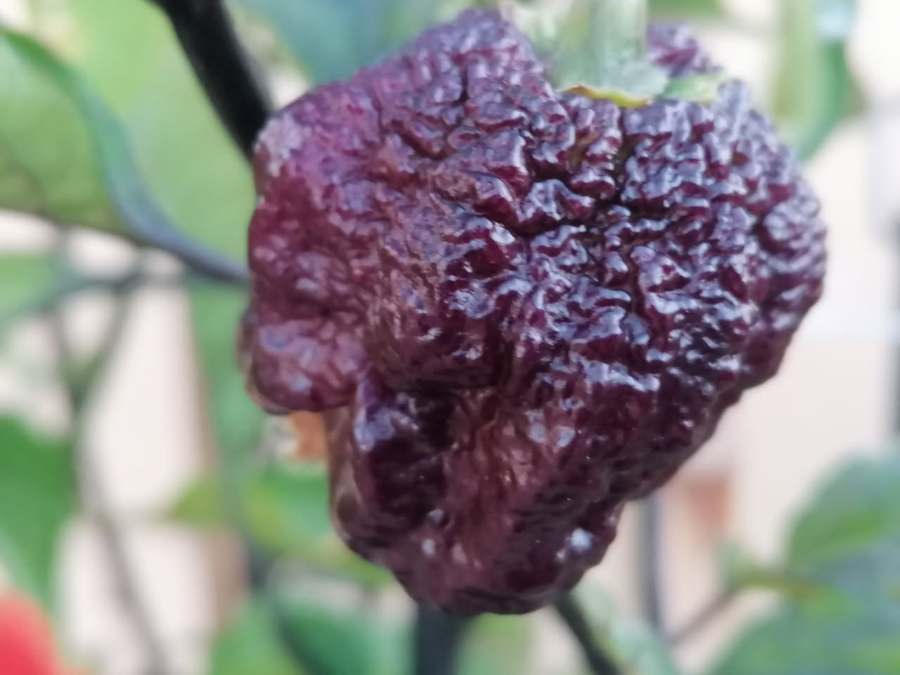 Carolina Reaper Purple - C.Chinense
