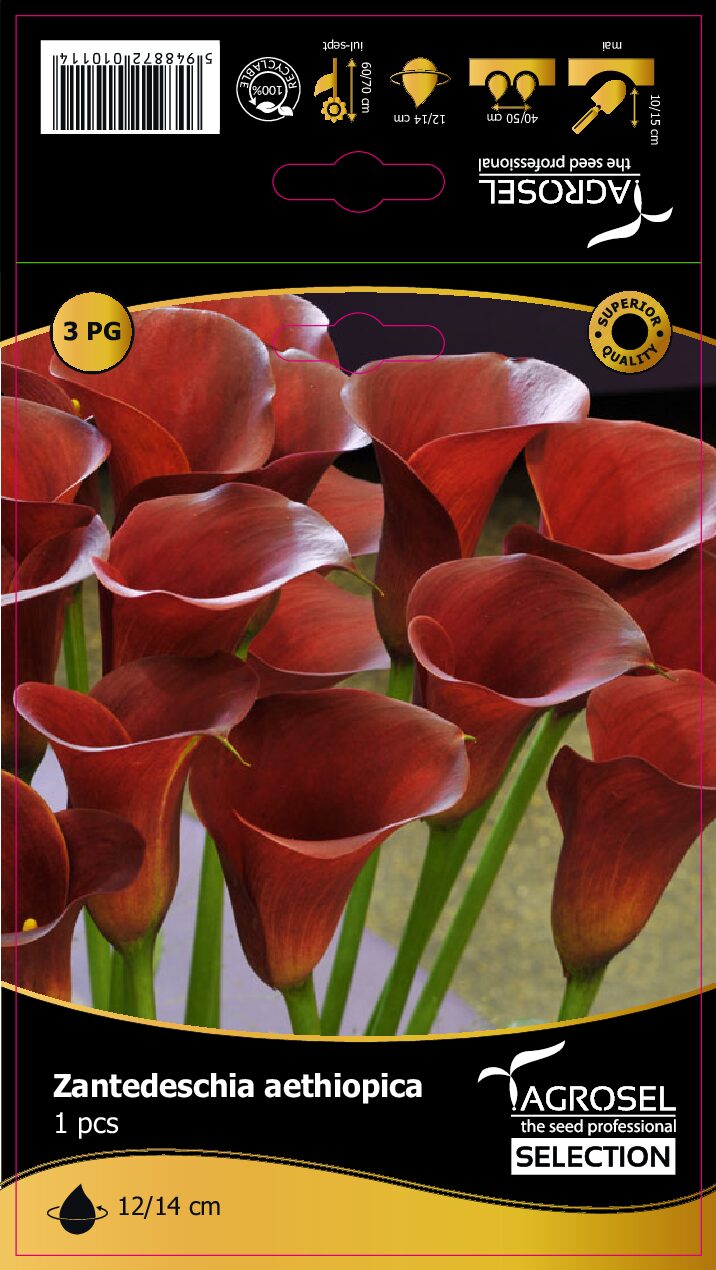 Calla Lilje - Rød - Knold