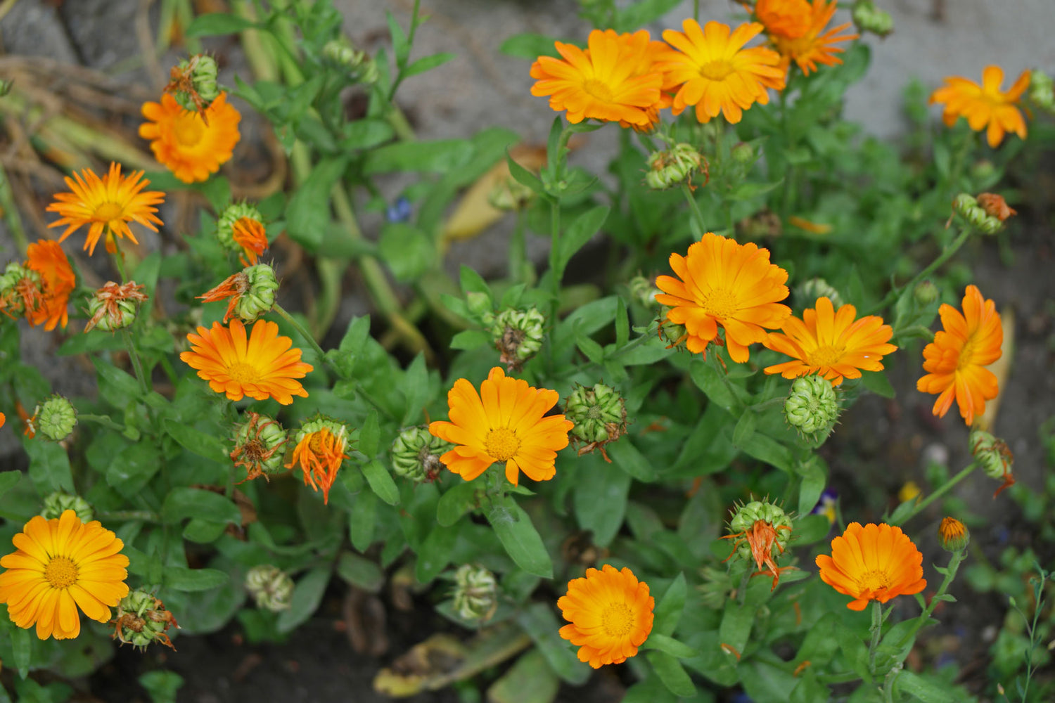Mikro grønt - Morgenfrue - Calendula officinalis