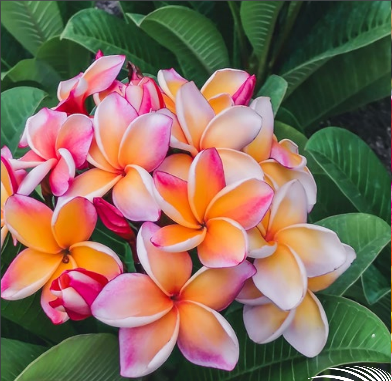 Plumeria - California Sunset - PLANTE!