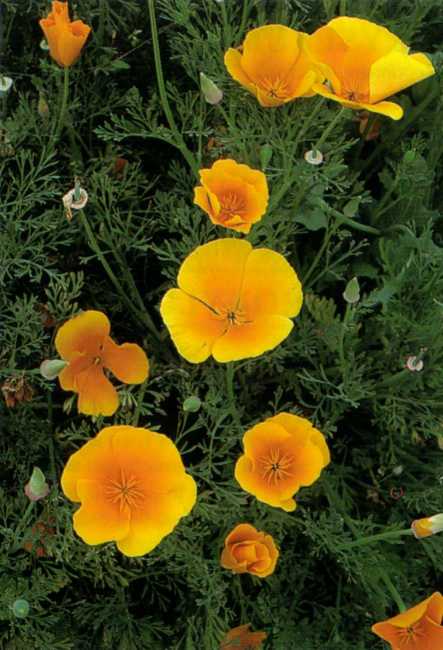 Californisk guldvalmue - Eschscholzia californica