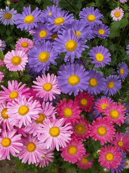 Sommerasters - Callistephus Chinensis