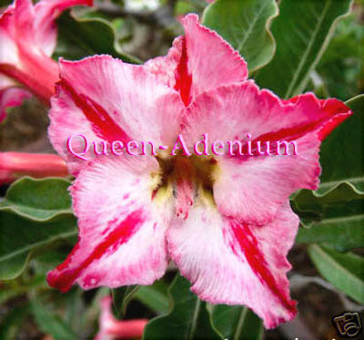 Ørkenrose - Adenium 'Camel Potter'