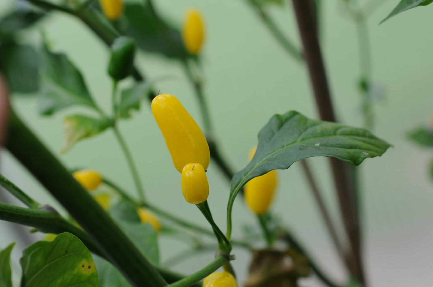 Cumari - C. chinense