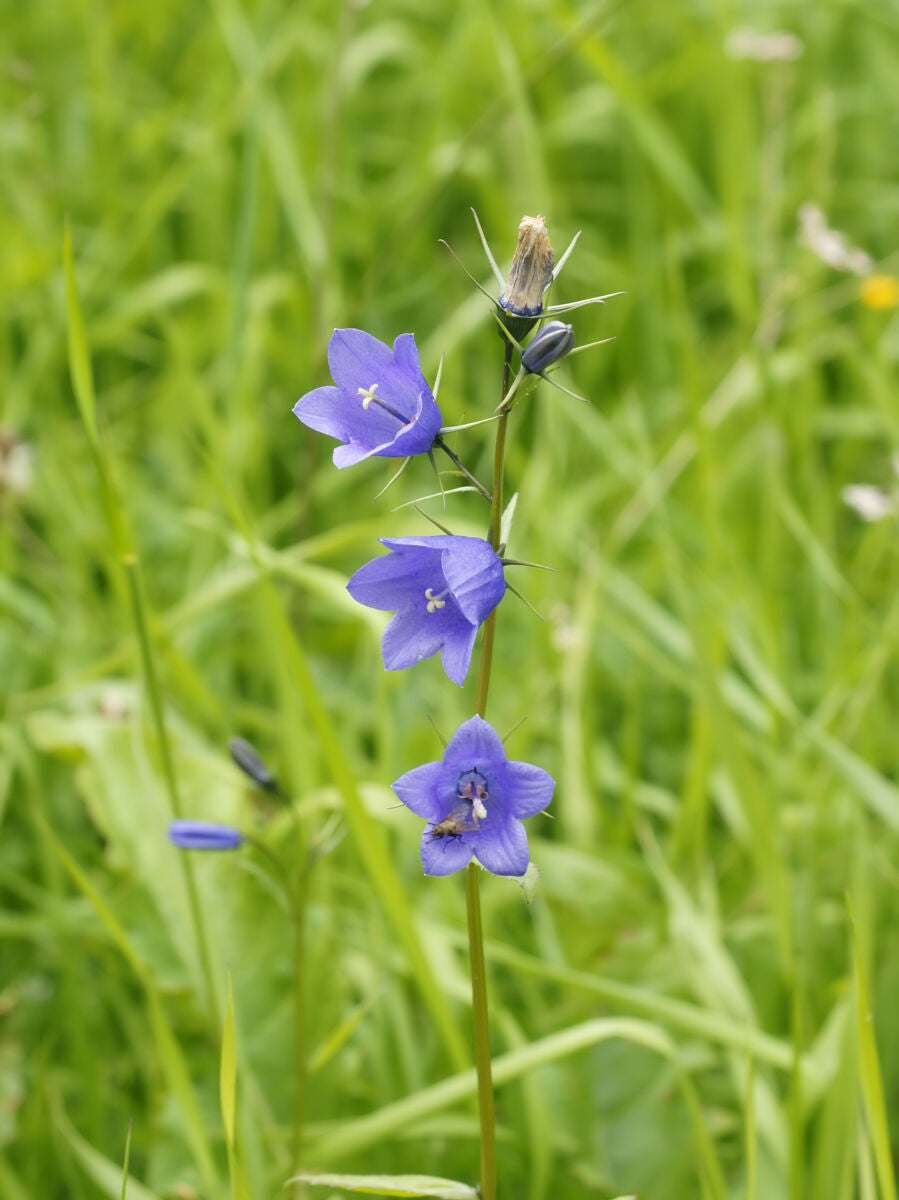 Liden Klokke - Campanula rotundifolia