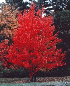 Canadisk Blod-ahorn - Acer rubrum