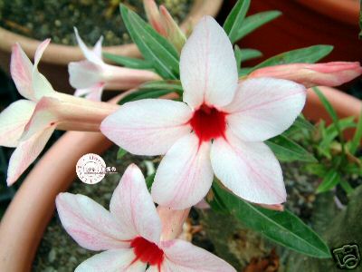 Ørkenrose - Adenium 'Canary Bird'