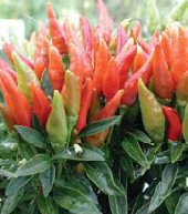 Candlelight - C. Annuum