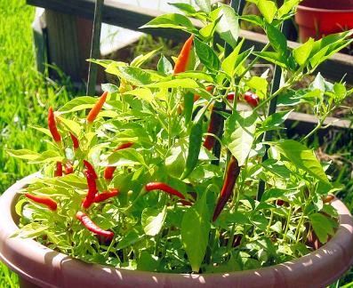 Malaga Birds Eye - frutescens