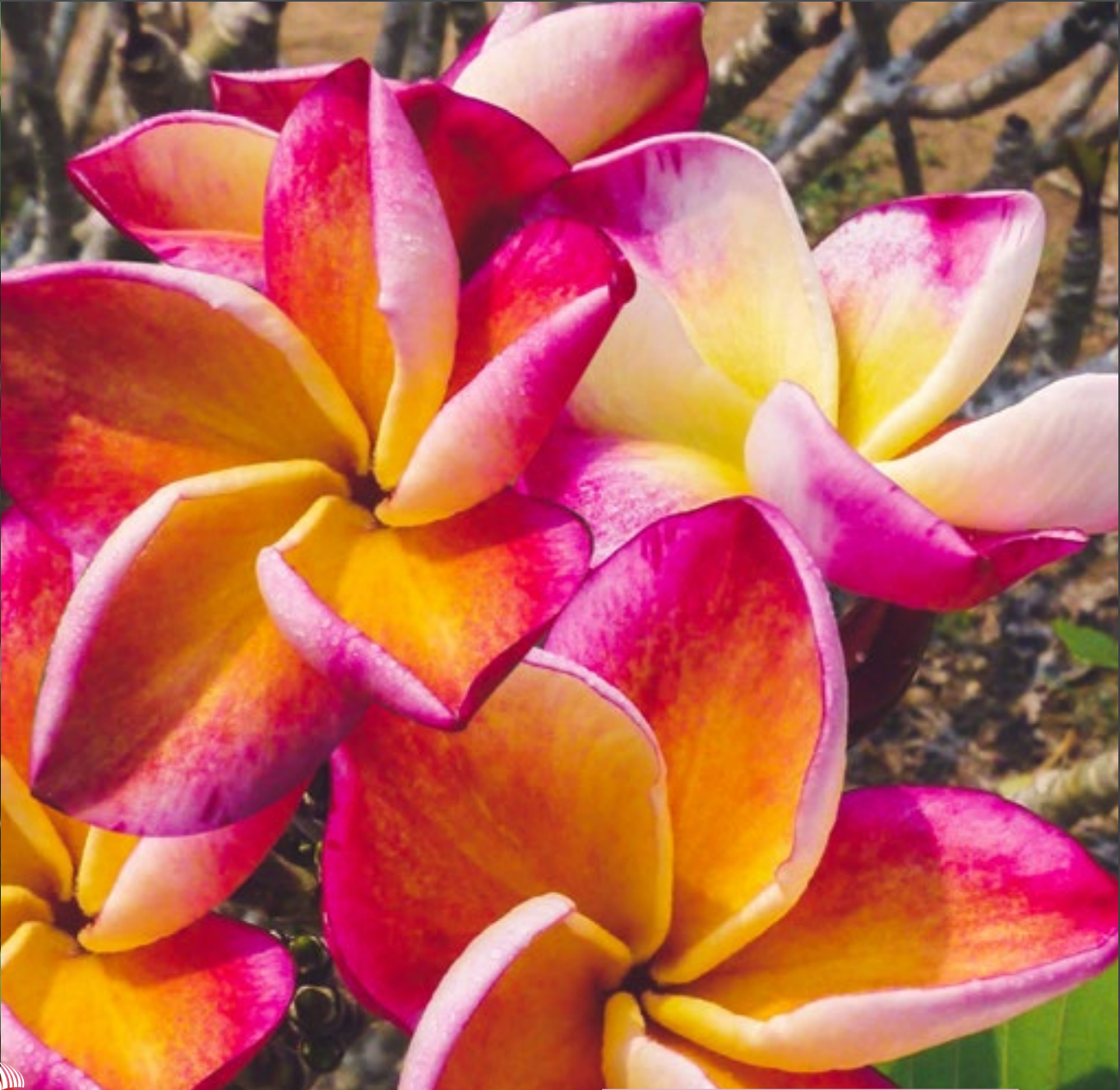 Plumeria - Captivate - PLANTE!