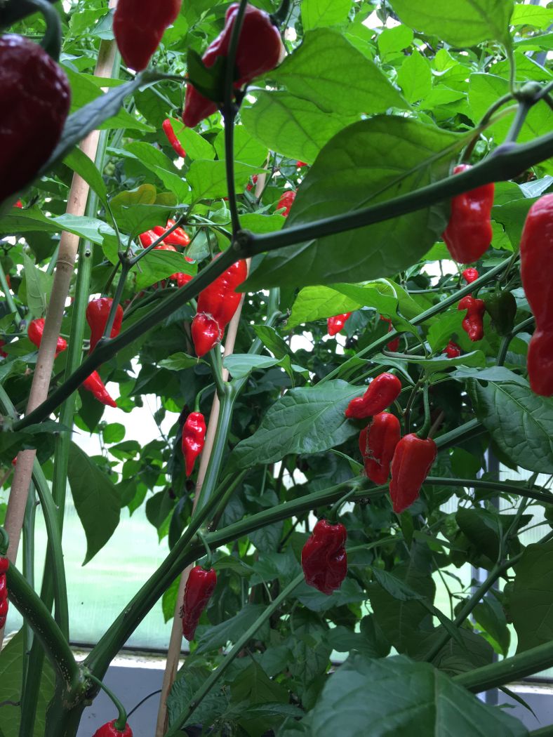 Carbonero x Carolina Reaper 100 gram