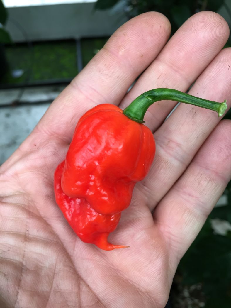 Carbonero x Carolina Reaper 100 gram
