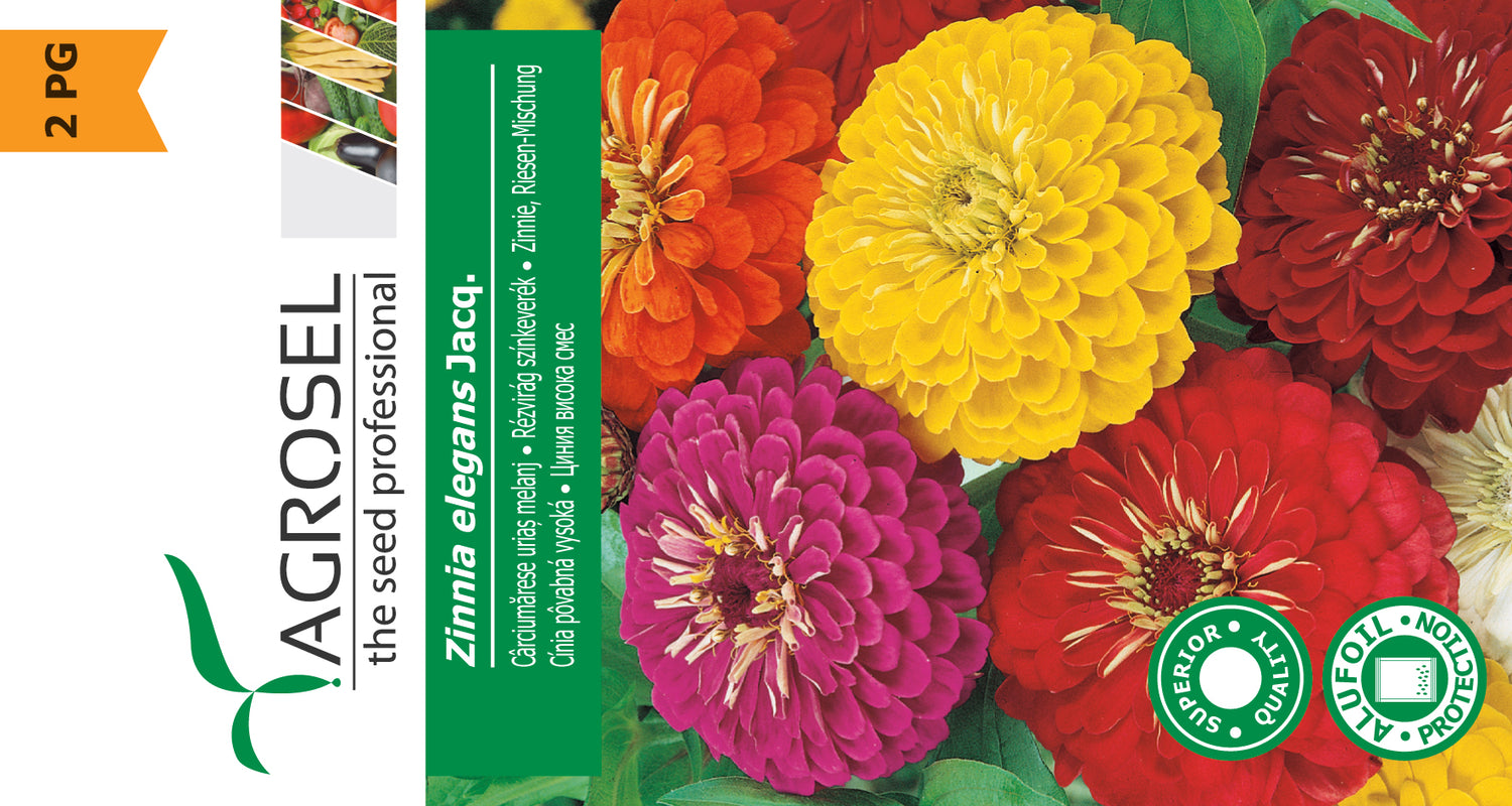 Frøkenhat - Zinnia Elegans Jacq