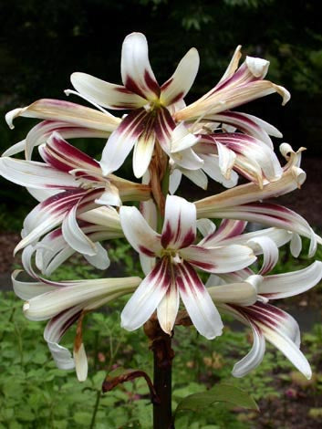 Cardiocrinum giganteum, Kæmpelilje