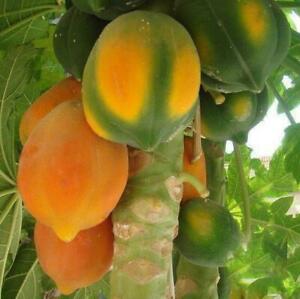 Papaya - carica papaya Honeydew
