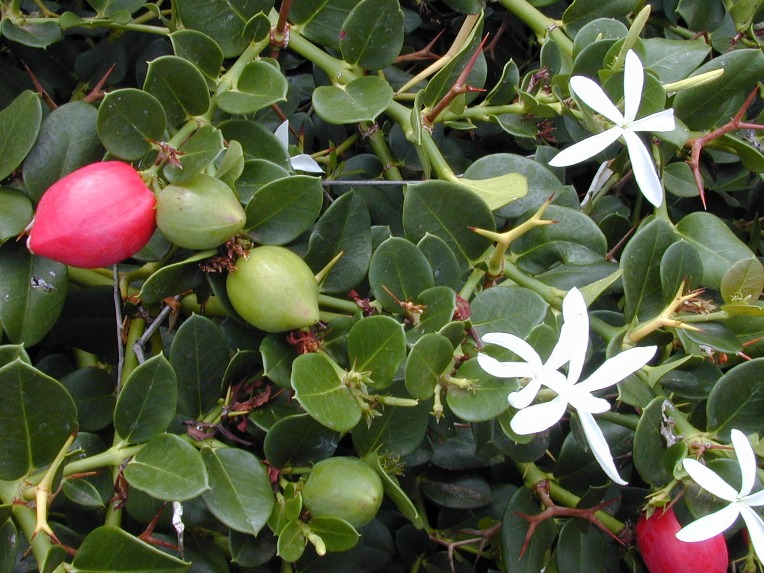 Natalblomme - Carissa macrocarpa