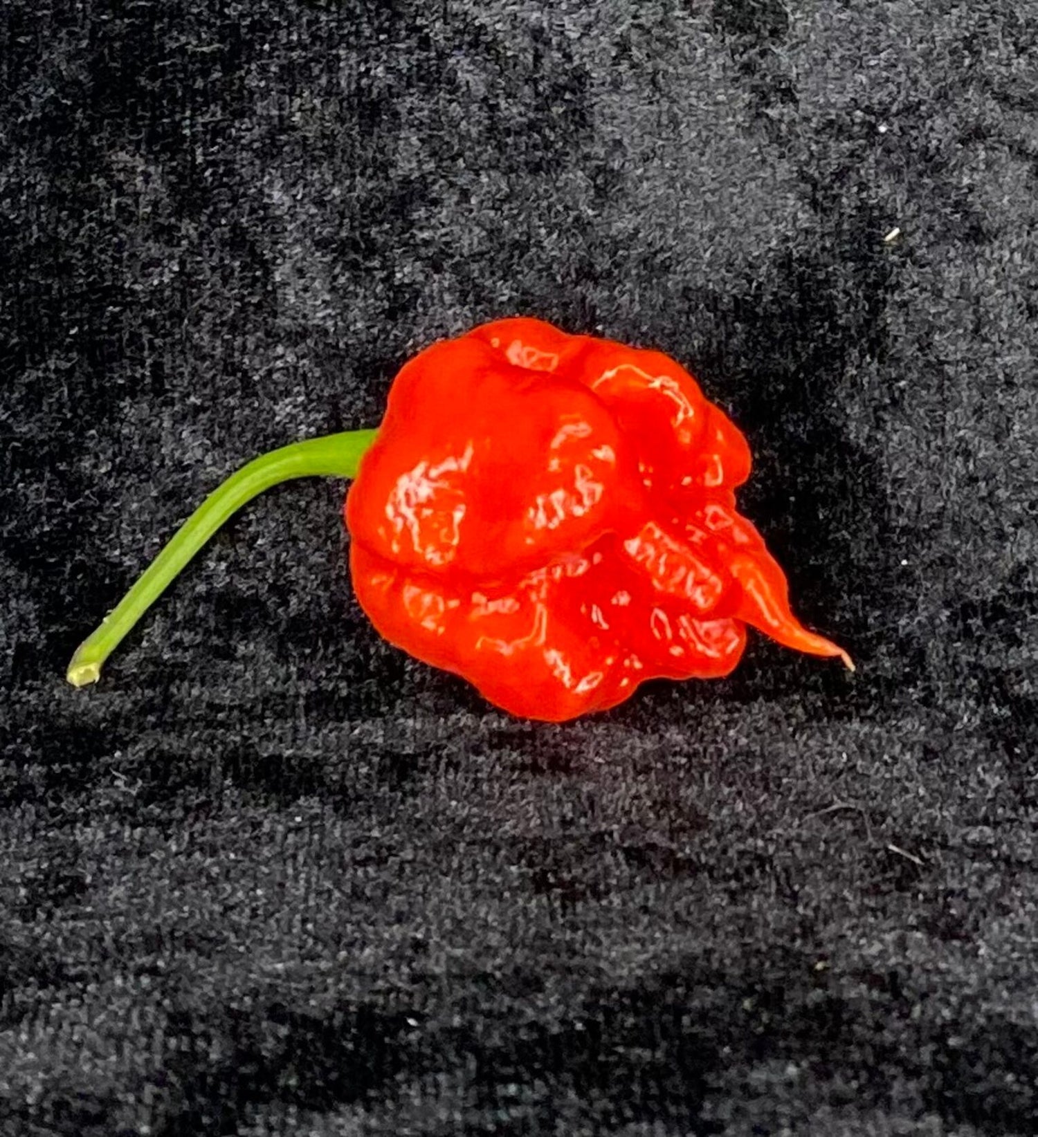 Reaper moruga red  - C. chinense