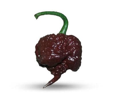 Carolina Reaper Lava Chocolate - C.Chinense