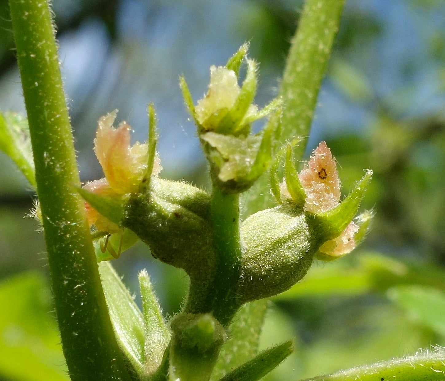 Carya ovata - Shagbark Hickory