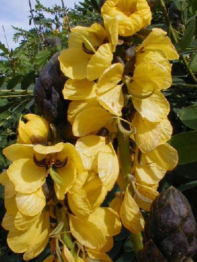 Popcorn Cassia - cassia didymobotrya