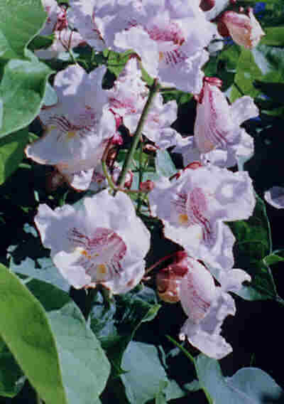 Lyserød Trompetkrone - Catalpa bungei