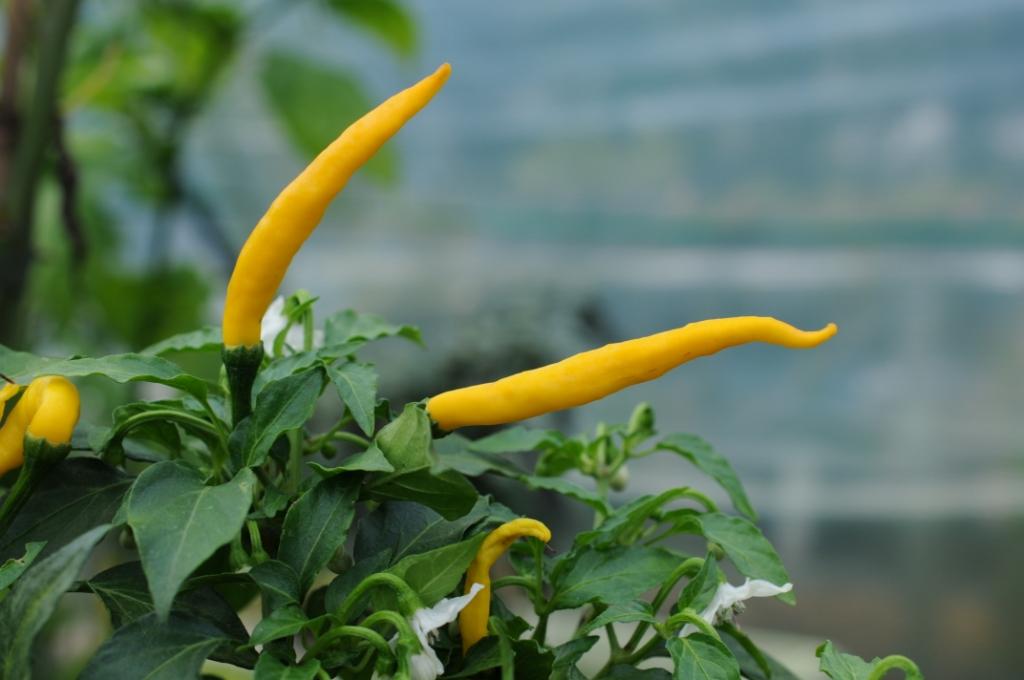 Cedrino – C. annuum