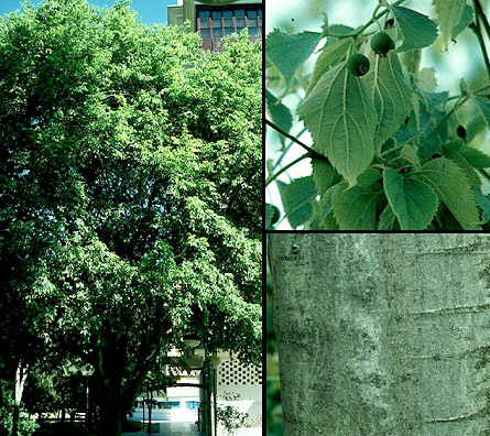 Middelhavs Nælde træ - Celtis Australis