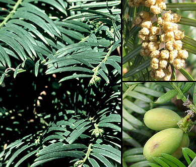 Blommetaks - Cephalotaxus Fortunei