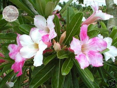 Ørkenrose - Adenium 'Chameleon'