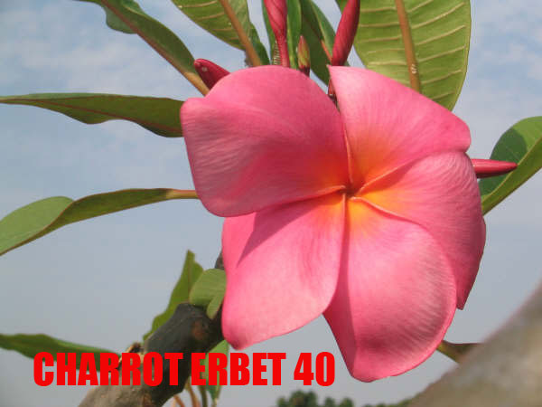 Plumeria -  Charrot Erbet