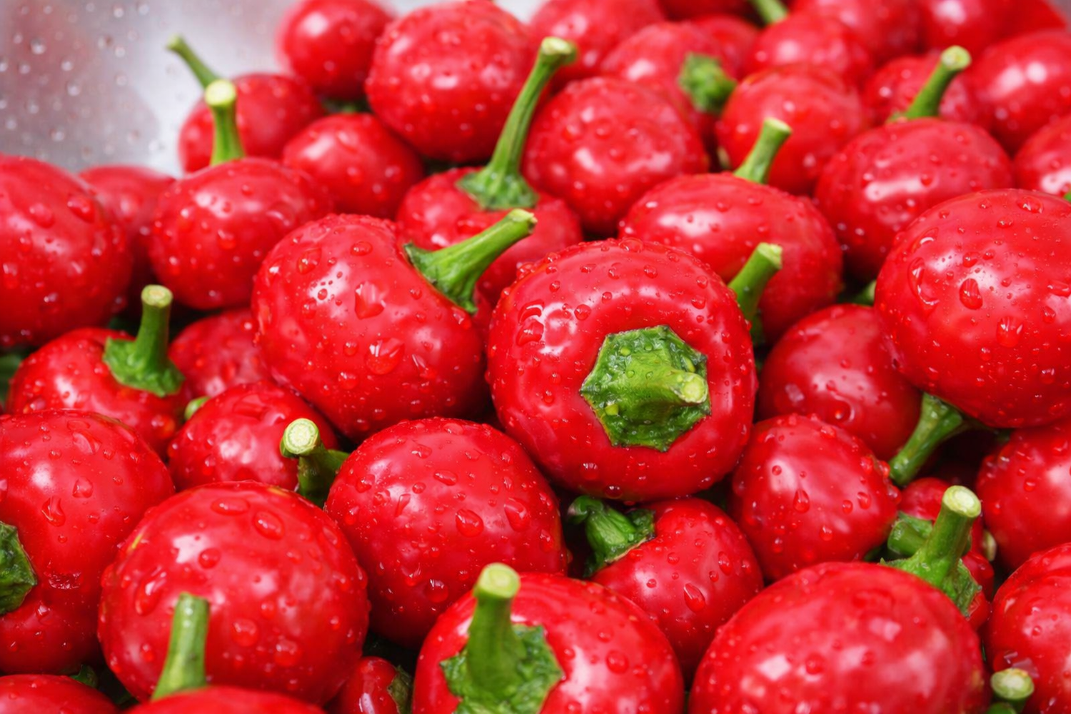 Alma Picante - C. annuum