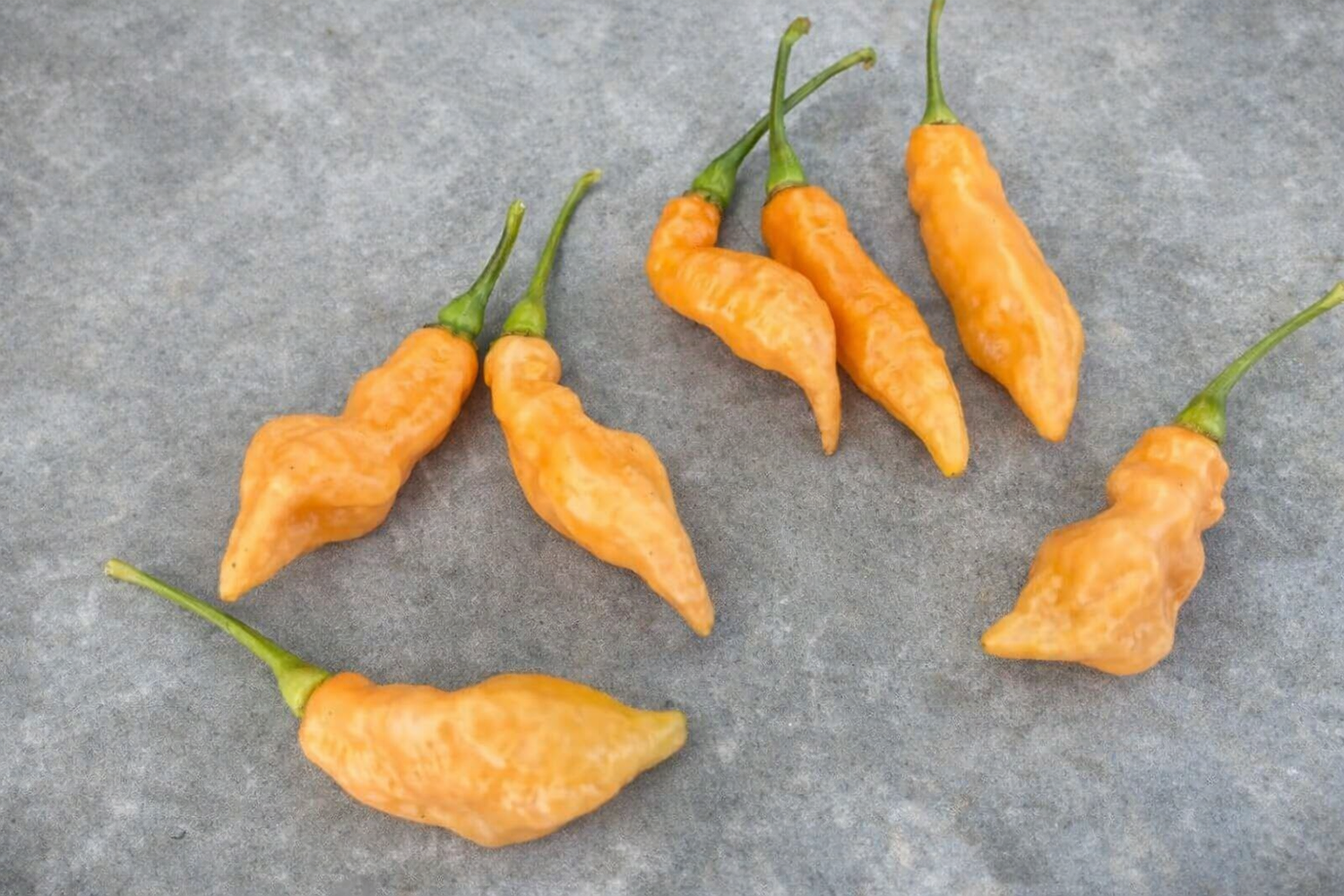Pimenta Moranga Peach  - C. chinense
