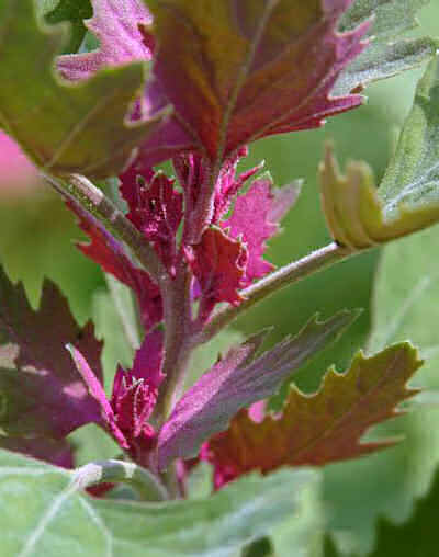 Træspinat - chenopodium giganteum