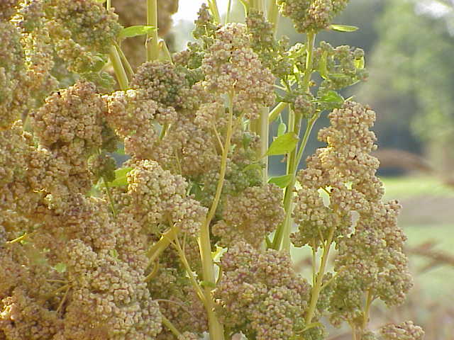 Quinoa - Cenopodium quinoa