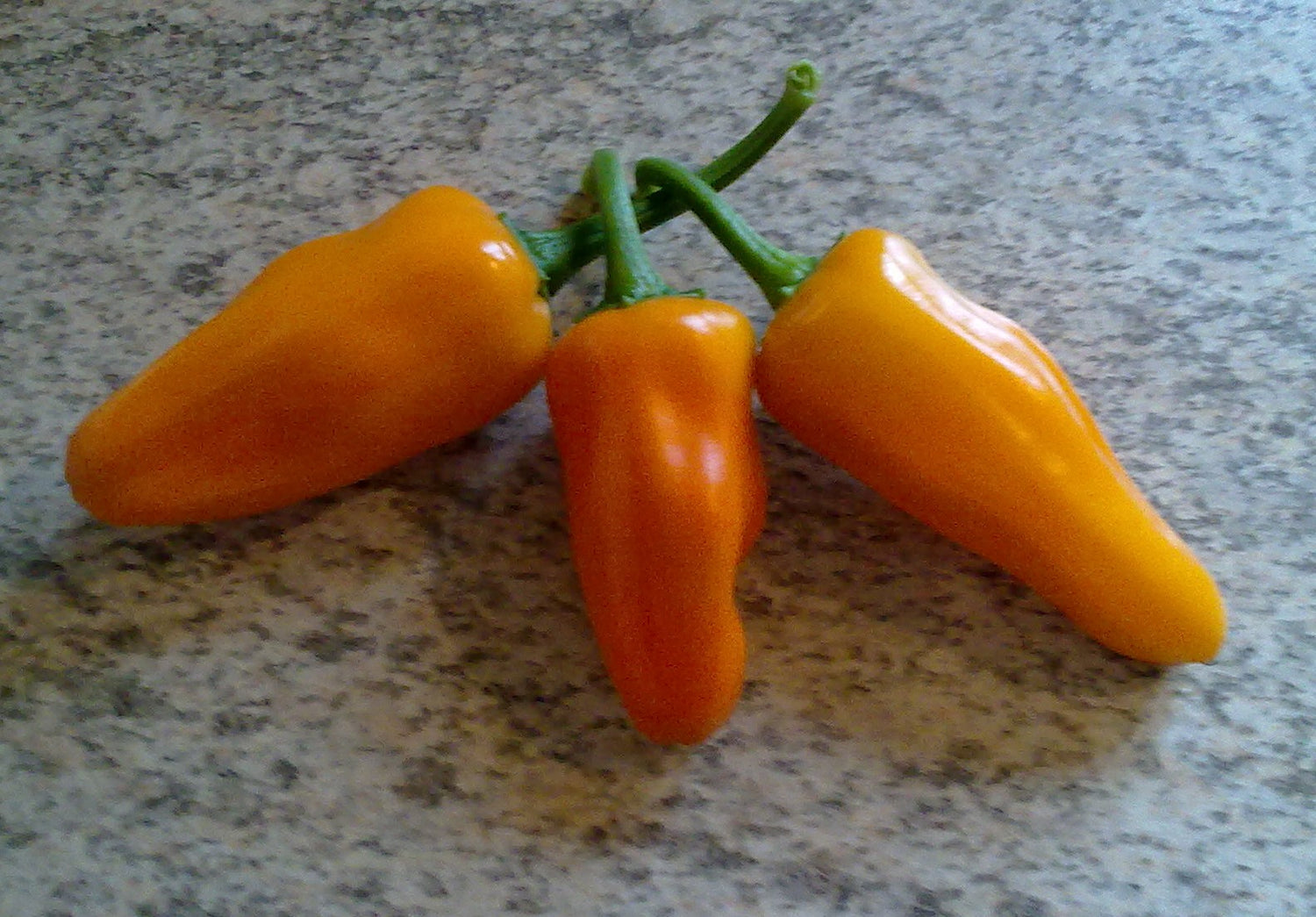 Cheyenne - C. frutescens