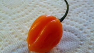 Petenero – C. chinense