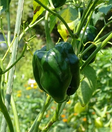 Ancho Gigantea Poblano - C. annuum