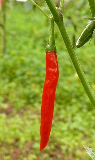Bangalore Torpedo - C. frutescens