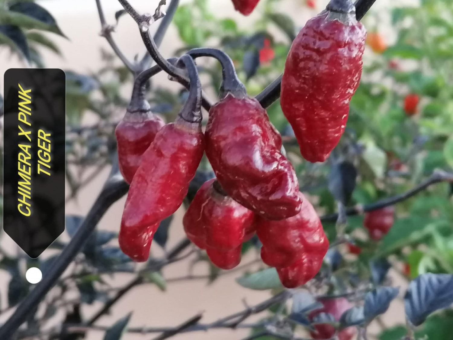 Chimera x Pink Tiger - C.Chinense